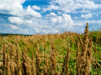 Horizontal rye corn summer field landscape bokeh