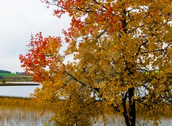 Horizontal vivid yellow red autumn Norway tree landscape painting background backdrop