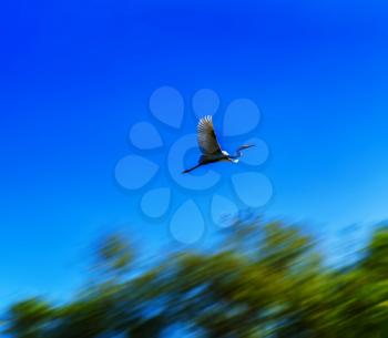 Horizontal flying stork in motion background backdrop abstraction
