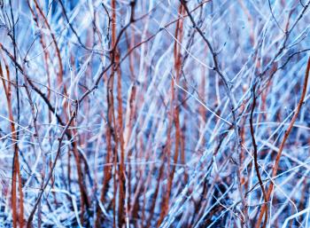 Horizontal vivid bush branches bokeh background backdrop