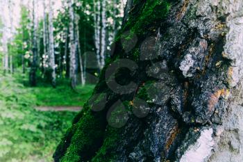 Horizontal vivid trunk tree green moss landscape white bokeh background backdrop