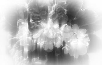 Black and white flowers light leak backdrop hd