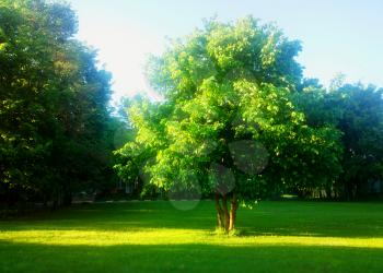 Illuminated summer park tree background