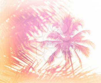 Horizontal black and white indian palm tree memories vignette bokeh background backdrop