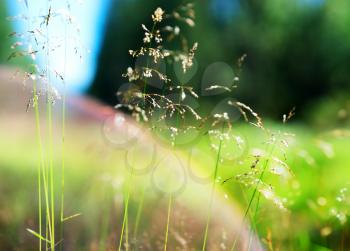 Summer grass blades with light leak and flare backdrop hd