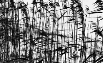 Horizontal black and white grass closeup background silhouette backdrop
