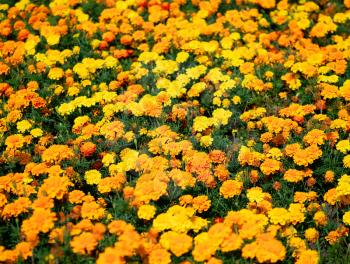 Vivid orange garden flowers texture background
