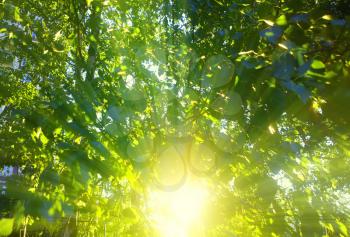 Sun rays through tree crown background