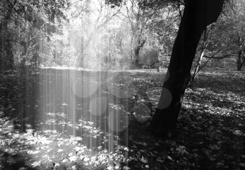 Dramatic black and white light in forest background