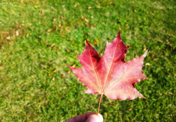 Holding autumn maple leaf background