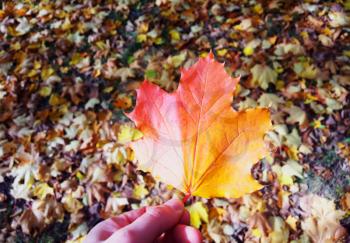 Autumn fall leaf in hand bokeh background
