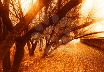 Curved autumn trees in sunset park landscape background