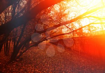Curved autumn trees in sunset park landscape background