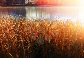 Autumn reed on lake landscape background