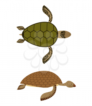 set Water turtle. Side view and top view. Deep-sea animals. Marine reptiles with shells. Vector illustration
