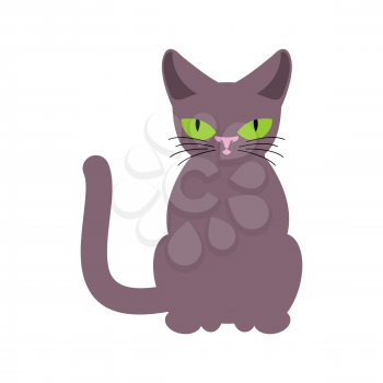 Cat smoky isolated. Pet on white background
