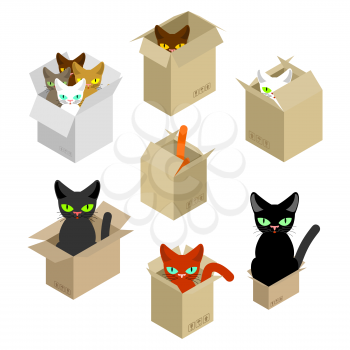 Cat in box set. Pet in cardboard box. vector illustration
