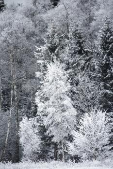 Winter landscape with Frost on the Trees at the Forest Edge