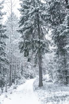 Wide path in a Pine forest in a winter day.