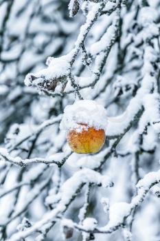 Lonely Apple on a branch covered with snow stock photo