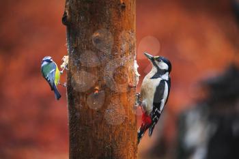 Close-up of a Blue Tit Bird and Woodpecker sitting on a tree in a rainy spring forest