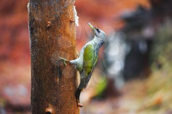 Close-up  Gray-headed Woodpecker sitting on a tree in a rainy spring forest