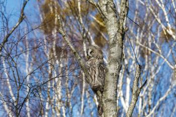 Great Gray Owl sitting on a tree in a spring forest