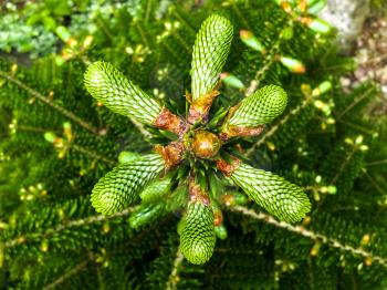 New Cone on a Fir Tree. Close-up stock photo
