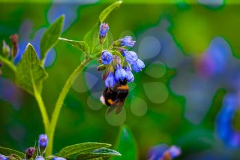 Honeybee on a Blue Flower in springtime