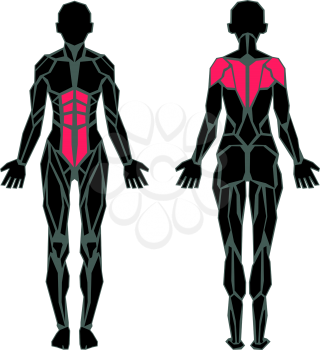 Polygonal anatomy of female muscular system, exercise and muscle guide. Women muscle vector art, back view. Vector illustration