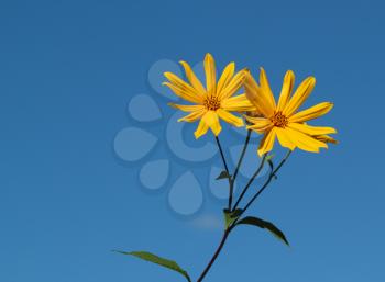 Yellow topinambour flower over the blue sky