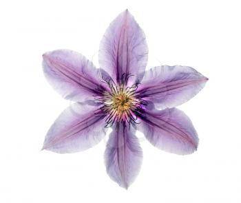 Beautiful lilac clematis isolated on white background