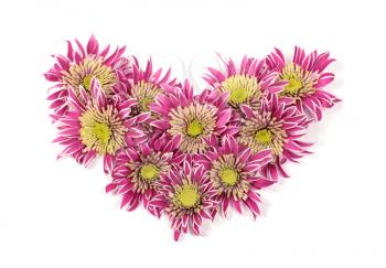 Bouquet of chrysanthemums in the form of a heart isolated on white background
