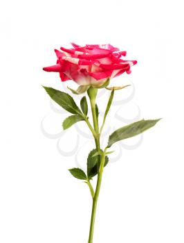 Pink rose flower isolated on white background