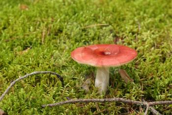 Russula with red cap over the green moss