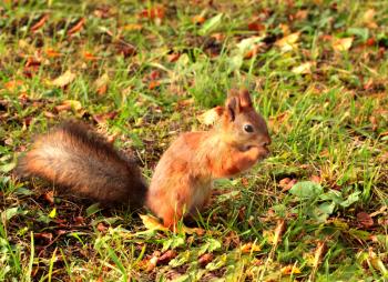 Squirrel eating  in an autumn grass