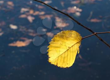 Single autumn leaf on the water background