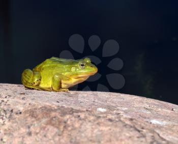 Green frog sitting on a grey stone