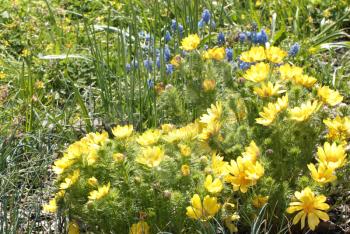 Beautiful spring yellow flowers (Adonis vernalis)
