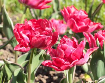 Spring red double tulips blooming in the garden