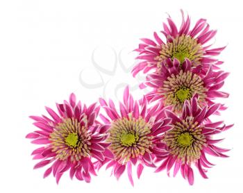 Chrysanthemums heads arrangement in the form of border angle isolated on white background
