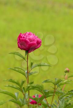 Purple  peony  over the green background