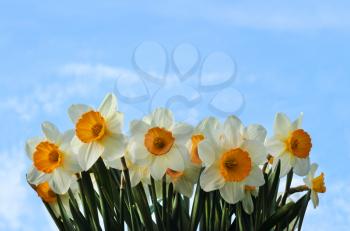 Spring narcissus flower on blue sky background