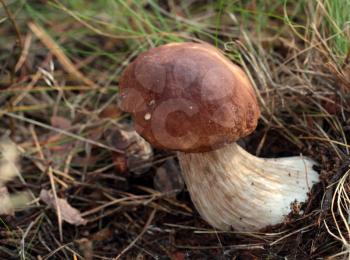 Mushroom: boletus edulis growing on the moss