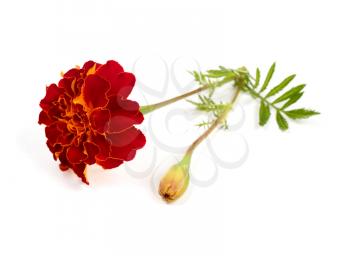 Red marigold isolated on white background