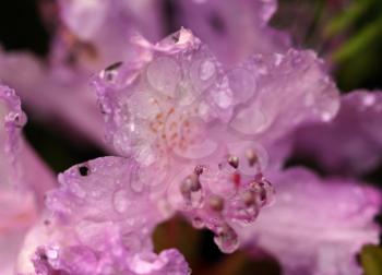 The waterdrops on the rhododendron flower for background