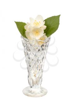 Jasmine in the crystal vase isolated on white background
