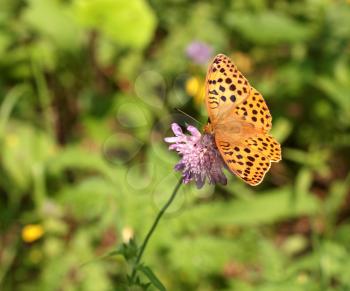 Argynnis paphia butterfly on the flower