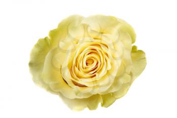 Head of green rose isolated on white background