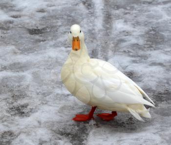 Albino mallard duck over snow background